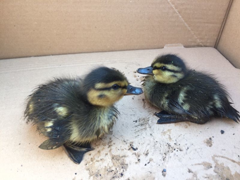 Other image for No ducking out of rescue bid...